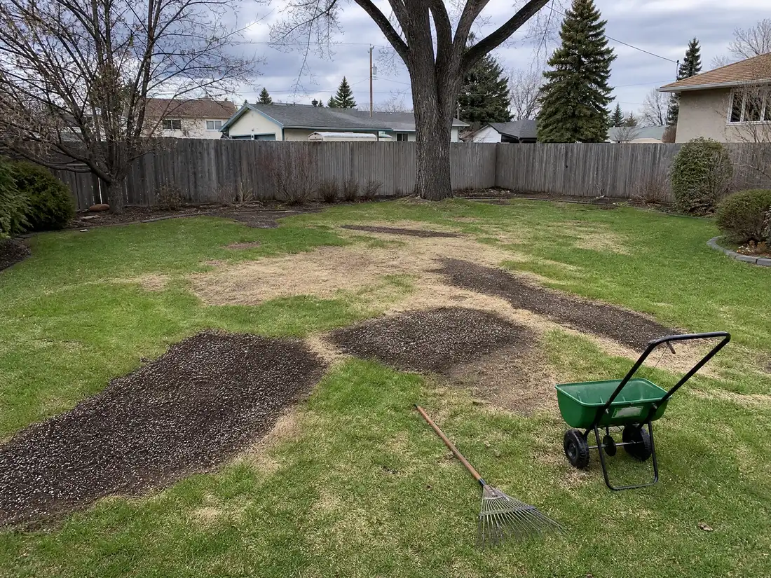 A patchy dead lawn in Saskatoon, SK with bare areas topdressed and overseeded for repair, a spreader and rake on the grass