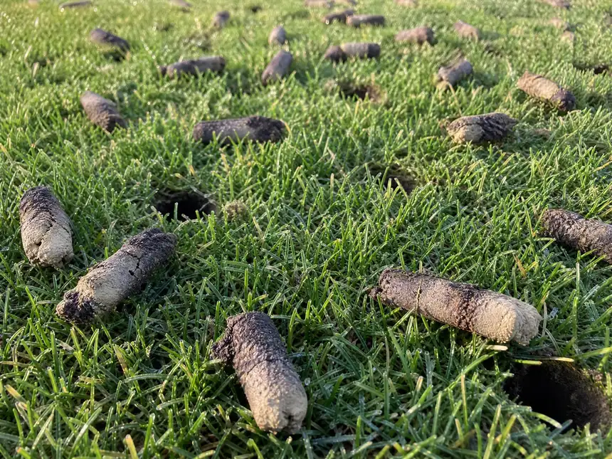 Soil cores pulled from a bluegrass lawn during core aeration in Saskatoon, SK