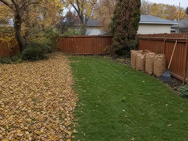 A raked and cleared back yard with bagged leaves in autumn in Saskatoon, SK